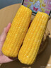 京農超東北糯玉米棒軟糯香甜真空包裝粘非水果玉米粒黏玉米苞米早餐代餐 玉米組合3黃3黑3白（250g*9支） 產(chǎn)地直發(fā) 曬單實(shí)拍圖