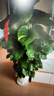 愛(ài)優(yōu)尚大葉綠蘿柱盆栽客廳大型綠植辦公室內除甲醛凈化空氣綠籮源頭直發(fā) 曬單實(shí)拍圖