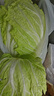 【冬儲菜】新鮮黃心大白菜霜打大白菜現砍現發(fā)火鍋早餐炒菜 4-6斤凈重 曬單實(shí)拍圖