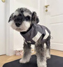 湯尼熊 TAWNEYBEAR狗狗衣服背心馬甲寵物雪納瑞臘腸約克夏泰迪比熊博美臘腸運動(dòng)裝 無(wú)袖沖鋒衣【拼灰色 -帶牽引扣】 L丨背長(cháng)33胸圍48建議8-14斤 曬單實(shí)拍圖