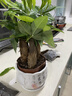 發(fā)財樹(shù)小盆栽花卉綠植物辦公室內綠蘿文竹水培發(fā)財樹(shù)好養桌面植物 精品三桿發(fā)財樹(shù)【堅持陶瓷盆】送肥+陶粒+送托盤(pán) 曬單實(shí)拍圖