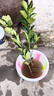 正宗泰國暹羅紅柚樹(shù)苗嫁接苗南北方紅心種植蜜柚耐寒紅皮盆栽柚子 3年苗【50-60厘米高】次年結果 2棵暹羅紅柚苗 曬單實(shí)拍圖