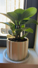 鏡綠碧玉綠植小盆栽辦公室內桌面裝飾綠化四季好養耐陰植物工位 碧玉+提拉米蘇/陶瓷盆+托 帶盆栽好 曬單實(shí)拍圖