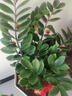 臨雅金錢(qián)樹(shù)客廳盆栽辦公室內大型綠植好養錢(qián)串子盆景1m福字盆源頭直發(fā) 曬單實(shí)拍圖