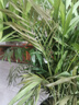 散尾葵綠植鳳尾竹盆栽袖珍椰子室內大型綠植四季常青富貴椰子植物 【80-100厘米11-12顆造型好][育苗盆 曬單實(shí)拍圖