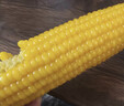 溪邊禾2025新鮮黃糯玉米真空獨立裝蒸煮微波爐加熱即食玉米棒 「延安金穗·皇金糯」家庭安心裝【300g-360g】8穗 曬單實(shí)拍圖