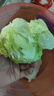 千牛優(yōu)福球生菜18斤 漢堡圓生菜西生菜輕食煎餅西餐食材新鮮沙拉蔬菜 18斤裝 曬單實(shí)拍圖