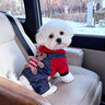 阿莫爾狗狗衣服秋冬款加絨保暖四腳衣泰迪比熊博美中小型犬寵物貓咪棉衣 小熊四腳衣 XS 曬單實(shí)拍圖