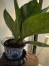 聚寶盆大葉綠植鳥(niǎo)巢花燭盆栽客廳招財水培植物室內好養花卉發(fā)財樹(shù) 1顆聚寶盆（40~50cm）大號 帶盆種好 曬單實(shí)拍圖