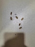 海布森（HAIBUS）家用高效煙霧殺蟲(chóng)劑驅滅蚊子蟑螂飯店廚房煙物滅殺蒼蠅煙片神器 【官方正品】6枚裝 曬單實(shí)拍圖
