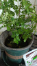 清香胡椒木盆栽迷你驅蚊草植物室內花卉客廳辦公室桌面小綠植好養 精品清香木+原土原盆(送肥料) 含盆 曬單實(shí)拍圖