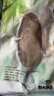 弘品匯 臭鱖魚(yú)凈膛8-9兩*3條 安徽特產(chǎn)桂魚(yú)預制腌制生鮮年貨 源頭直發(fā) 曬單實(shí)拍圖