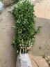 冬青樹(shù)苗大葉黃楊苗叢生北海道黃楊籬笆苗四季常青綠籬圍墻植物 北海道冬青樹(shù)苗【30-40cm高】50棵 201cm(含)-230cm(含) 曬單實(shí)拍圖