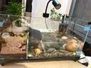爬將軍生態(tài)烏龜缸造景魚(yú)龜混養懶人養龜小型小烏龜專(zhuān)用家用魚(yú)缸桌面魚(yú)缸 50混養缸【雙區造景+過(guò)濾照燈】 曬單實(shí)拍圖