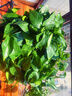 長(cháng)藤綠蘿垂吊綠植室內吊蘭吸甲醛凈化空氣綠植盆栽稀有綠蘿盆栽 【盆口直徑32厘米】長(cháng)藤紅盆綠蘿1盆送肥料 曬單實(shí)拍圖