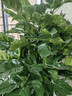 愛(ài)優(yōu)尚幸福樹(shù)盆栽客廳室內大型綠植辦公室喬遷新家綠寶凈化空氣源頭直發(fā) 曬單實(shí)拍圖