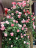 臨雅薔薇花苗藤本月季大花庭院花卉植物盆栽粉龍沙寶石1.6m源頭直發(fā) 曬單實(shí)拍圖