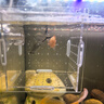 嘉際魚(yú)缸隔離盒魚(yú)苗隔離孵化盒孔雀魚(yú)繁殖盒分離盒箱吸盤(pán)產(chǎn)房掛缸*  * 單格15*15*15CM（吸盤(pán)掛鉤式） 曬單實(shí)拍圖