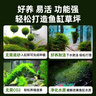 瘋狂水草莫斯水草慕斯魚(yú)缸水草真水草凈化魚(yú)缸造景水生植物 源頭直發(fā)包郵 曬單實(shí)拍圖