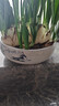 九千谷水仙花盆大號 陶瓷無(wú)孔圓形水培容器銅錢(qián)草碗蓮山水款約19cm5846 曬單實(shí)拍圖