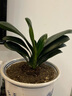 京云夢(mèng)君子蘭盆栽花卉好養活吸甲醛綠植四季多肉10-12葉片+原土源頭直發(fā) 曬單實(shí)拍圖