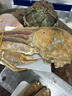 【全網(wǎng)熱銷(xiāo)】俄羅斯生凍松葉蟹雪板蟹長(cháng)腳蟹海鮮禮盒活蟹大螃蟹 【全網(wǎng)低價(jià)】生凍松葉蟹2- 2.4斤 曬單實(shí)拍圖