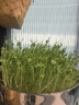 北蔬 麻豌豆種子種苗芽苗菜水培無(wú)土栽培蔬菜種籽 北蔬麻豌豆種子500g 曬單實(shí)拍圖