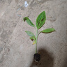 大葉綠植芭蕉樹(shù)苗觀(guān)賞芭蕉樹(shù)苗盆栽地栽耐寒抗旱四季常青帶土帶葉 大葉芭蕉苗 高20厘米(帶土帶葉) 曬單實(shí)拍圖