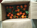 正宗廣西砂糖橘沙糖桔新鮮水果當季蜜桔桂林橘子貢柑整箱 帶箱5斤 凈重4.5斤 中果（40-50mm） 曬單實(shí)拍圖