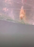 泰國鯽零號元寶鯽魚(yú)精品泰國元寶鯽觀(guān)賞魚(yú)龍魚(yú)配魚(yú)淡水魚(yú)熱帶魚(yú) 零號元寶鯽（金色）12左右 曬單實(shí)拍圖