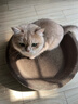 瘋狂的主人 貓抓板窩超大號貓玩具貓爪板貓抓盆不掉屑貓窩碗形圓形瓦楞紙 曬單實(shí)拍圖