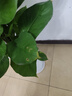 愛(ài)優(yōu)尚大葉綠蘿柱盆栽客廳大型綠植辦公室內除甲醛凈化空氣菱形源頭直發(fā) 曬單實(shí)拍圖