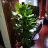 大葉綠蘿柱盆栽客廳植物綠籮辦公室內大型落地綠植除甲醛凈化空氣 【送貨上門(mén)】1.3-1.4米綠蘿柱(原盆) 曬單實(shí)拍圖