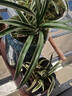 玫絢濃香型四季蘭 金邊矮種 蘭花苗蘭花盆栽陽(yáng)臺 好運來(lái) 5苗連體 曬單實(shí)拍圖