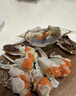 嗆蟹舟山紅膏蟹梭子蟹醬母蟹寧波熗蟹咸蟹生腌螃蟹海鮮醉蟹 單只6-8兩凈重【4只 大號熱賣(mài)款】 曬單實(shí)拍圖