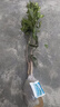 CHUANGSHIJI沙糖桔樹(shù)苗南方北方種植橘子樹(shù)苗柑桔果樹(shù)果苗嫁接砂糖地栽盆栽 5年粗壯苗 (當年結果 死苗包補) 81cm(含)-110cm(含) 曬單實(shí)拍圖