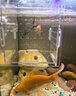 嘉際魚(yú)缸隔離盒魚(yú)苗隔離孵化盒孔雀魚(yú)繁殖盒分離盒箱吸盤(pán)產(chǎn)房掛缸*  * 單格15*15*15CM（吸盤(pán)掛鉤式） 曬單實(shí)拍圖