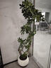臨雅造型鴨腳木室內客廳大盆栽落地式大型綠植物1.4m含盆源頭直發(fā) 曬單實(shí)拍圖
