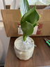 金鉆綠公主辦公室內小盆栽桌面工位除甲醛凈化空氣綠植高級感客廳 金鉆+凌闊盆（陶瓷盆） 帶盆栽好 曬單實(shí)拍圖