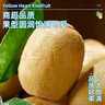 金百粟 正宗蒲江黃心獼猴桃奇異果金果新鮮水果產(chǎn)地直發(fā) 大果90-110g 12枚【甜蜜多汁】 曬單實(shí)拍圖