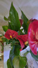 花行榜水培盆栽一帆風(fēng)順花卉植物綠植鴻運當頭 紅掌（原盆）源頭直發(fā) 曬單實(shí)拍圖