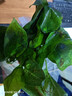 綠蘿盆栽除甲醛水培花卉大葉綠植辦公室內新房植物凈化空氣裝飾 110款萬(wàn)圣節南瓜自吸水盆【2盆裝】 曬單實(shí)拍圖