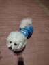 阿莫爾狗狗衣服可牽引寵物四腳衣春夏泰迪比熊博美雪納瑞小型幼犬背帶褲 藍色 XS 建議1-3斤  背長(cháng)20cm 曬單實(shí)拍圖