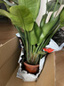 雙盟天堂鳥(niǎo)大型植物客廳綠植盆栽辦公室內鶴望蘭好養落地網(wǎng)紅源頭直發(fā) 曬單實(shí)拍圖