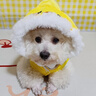 嬉皮狗（hipidog）可愛(ài)小狗狗衣服立體鴨鴨服裝帶帽子泰迪約克夏小型犬秋冬寵物馬甲 洛克黃 XL （建議體重12-15斤） 曬單實(shí)拍圖