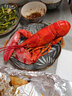 鮮承波士頓龍蝦 加拿大龍蝦鮮活冷凍波龍大蝦 1-10斤蝦類(lèi)送禮 500-600g*2只 曬單實(shí)拍圖
