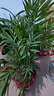 泰西絲大型綠植盆栽散尾葵袖珍椰子50-70cm無(wú)盆+燈籠卡片隨機 源頭直發(fā) 曬單實(shí)拍圖