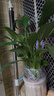年宵花【熱銷(xiāo)款】白掌一帆風(fēng)順盆栽水培植物綠植過(guò)年裝飾擺件年貨 特級白掌帶花+杏色提拉米蘇盆 曬單實(shí)拍圖