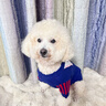 嬉皮狗（hipidog）秋冬季狗狗衣服瘋狂馬戲團針織衫棋盤(pán)格毛衣泰迪比熊小型犬狗服飾 邦迪藍【含帽子】 L （建議體重8-11斤） 曬單實(shí)拍圖