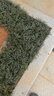 四季常青玉龍草日本矮麥冬草別墅園林綠化草苗草平真草皮庭院草坪 矮麥冬6盤(pán)一平方 40寬40長(cháng) 曬單實(shí)拍圖